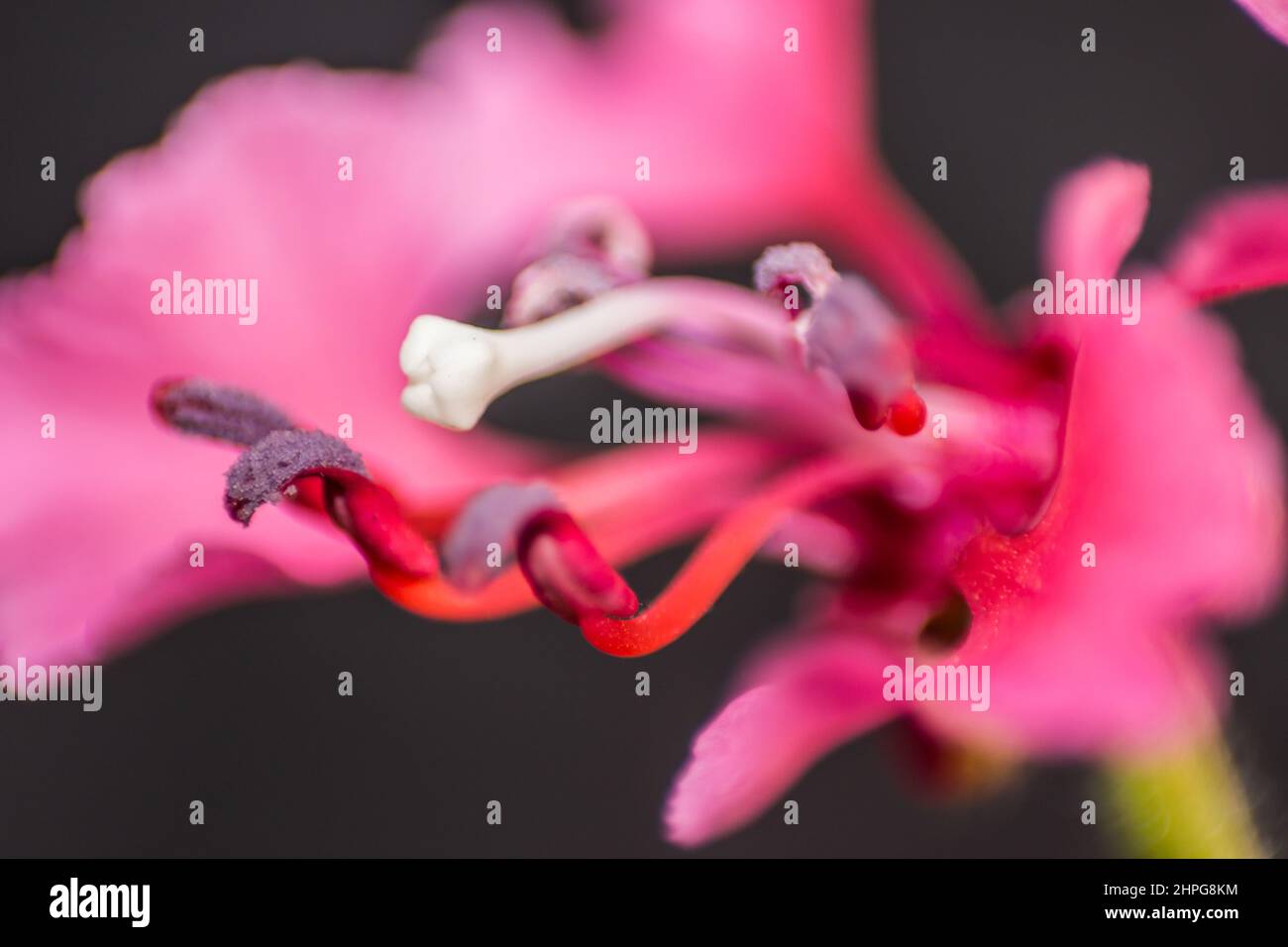 Macro-foto della forza di un fiore di Gaura rosa brillante Foto Stock
