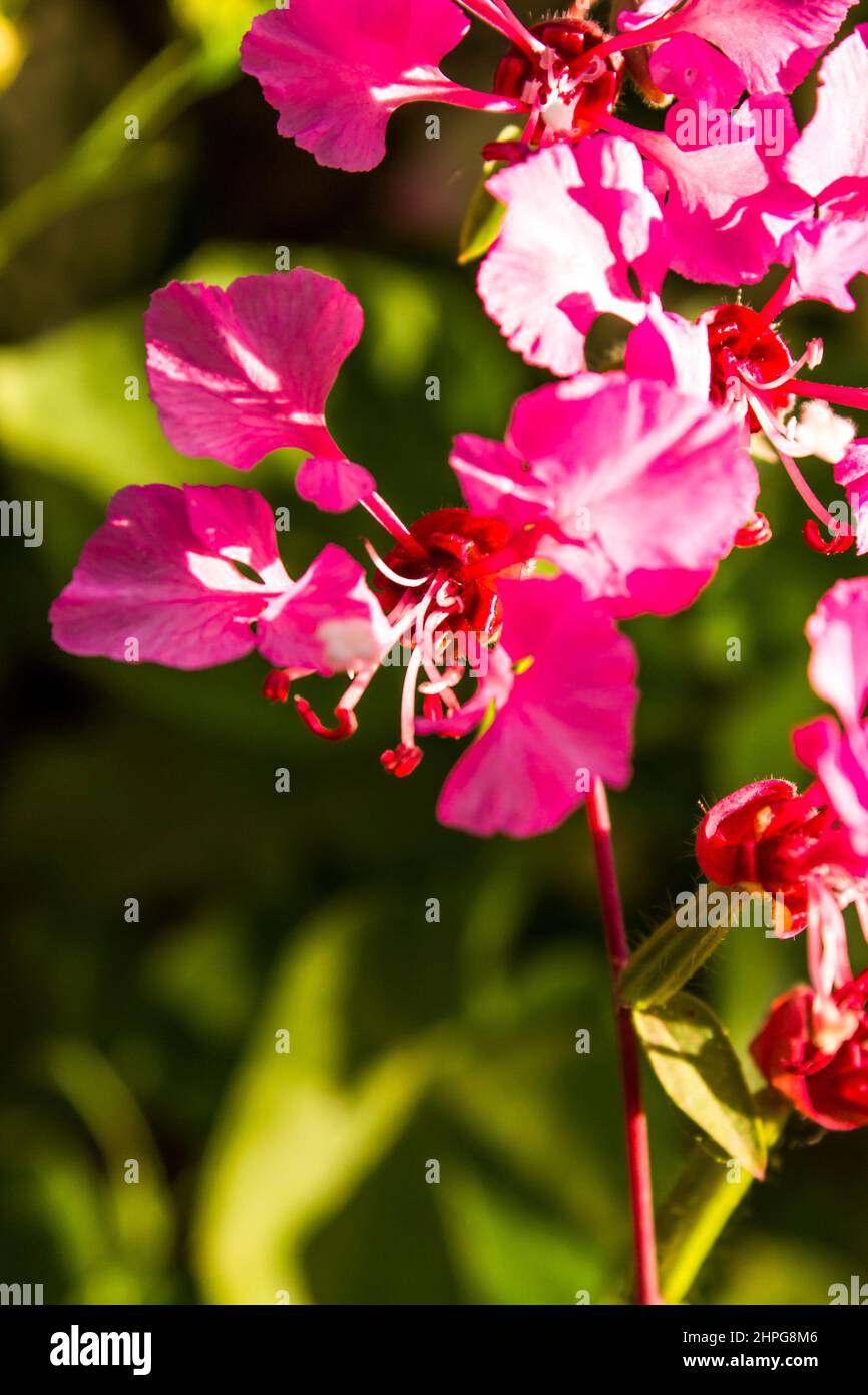 I delicati e intricati fiori di un fiore di Gaura rosa brillante Foto Stock