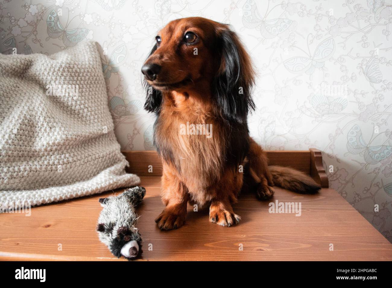 Ritratto a tutta lunghezza di colore rosso e nero dachshund dai capelli lunghi ben curati, con il suo giocattolo del cane. Foto Stock