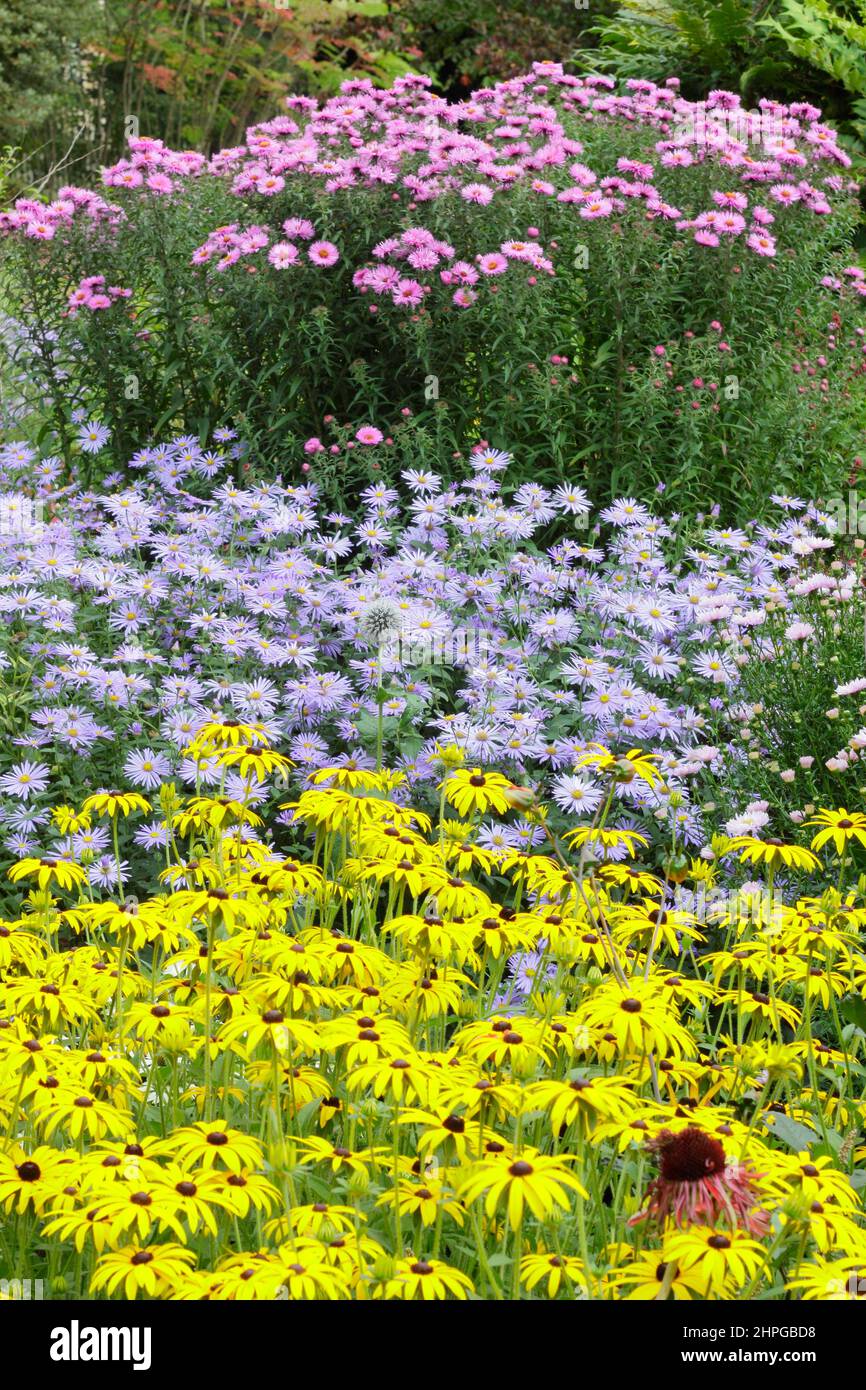 Gli astori e le rudbeckias in un confine autunnale. Fronte a retro: Rudbeckia 'Goldsturm', Aster 'Monch', Aster 'Harington's Pink', Mahonia 'Winter Sun'. Foto Stock