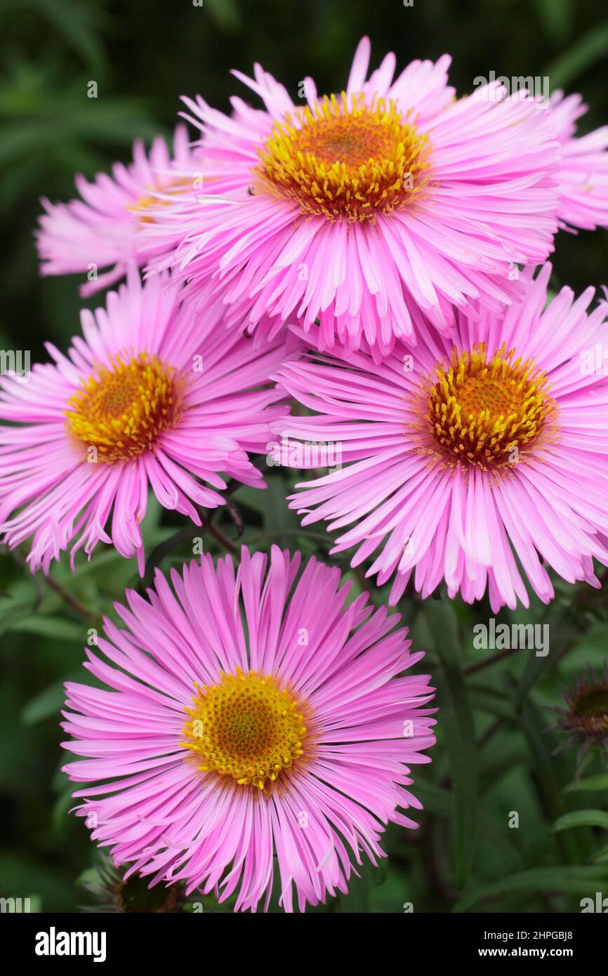 Symphyotrichum novae-angliae 'Barr's Pink' New England astro fiorito all'inizio dell'autunno. REGNO UNITO Foto Stock