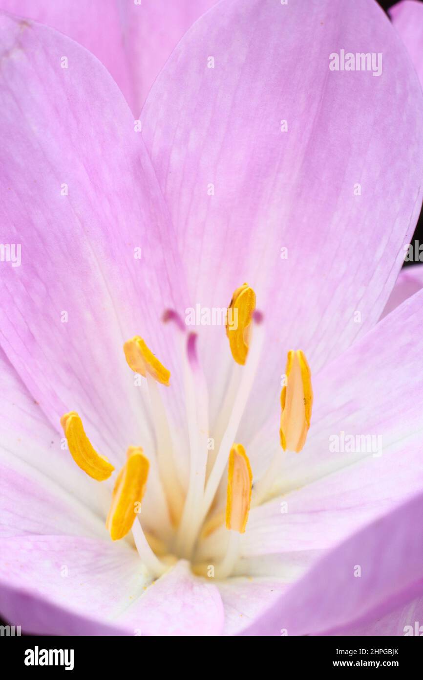 Colchicum 'Lilac Wonder' Crocus autunnale. Bulbo autunnale fiorito. REGNO UNITO Foto Stock