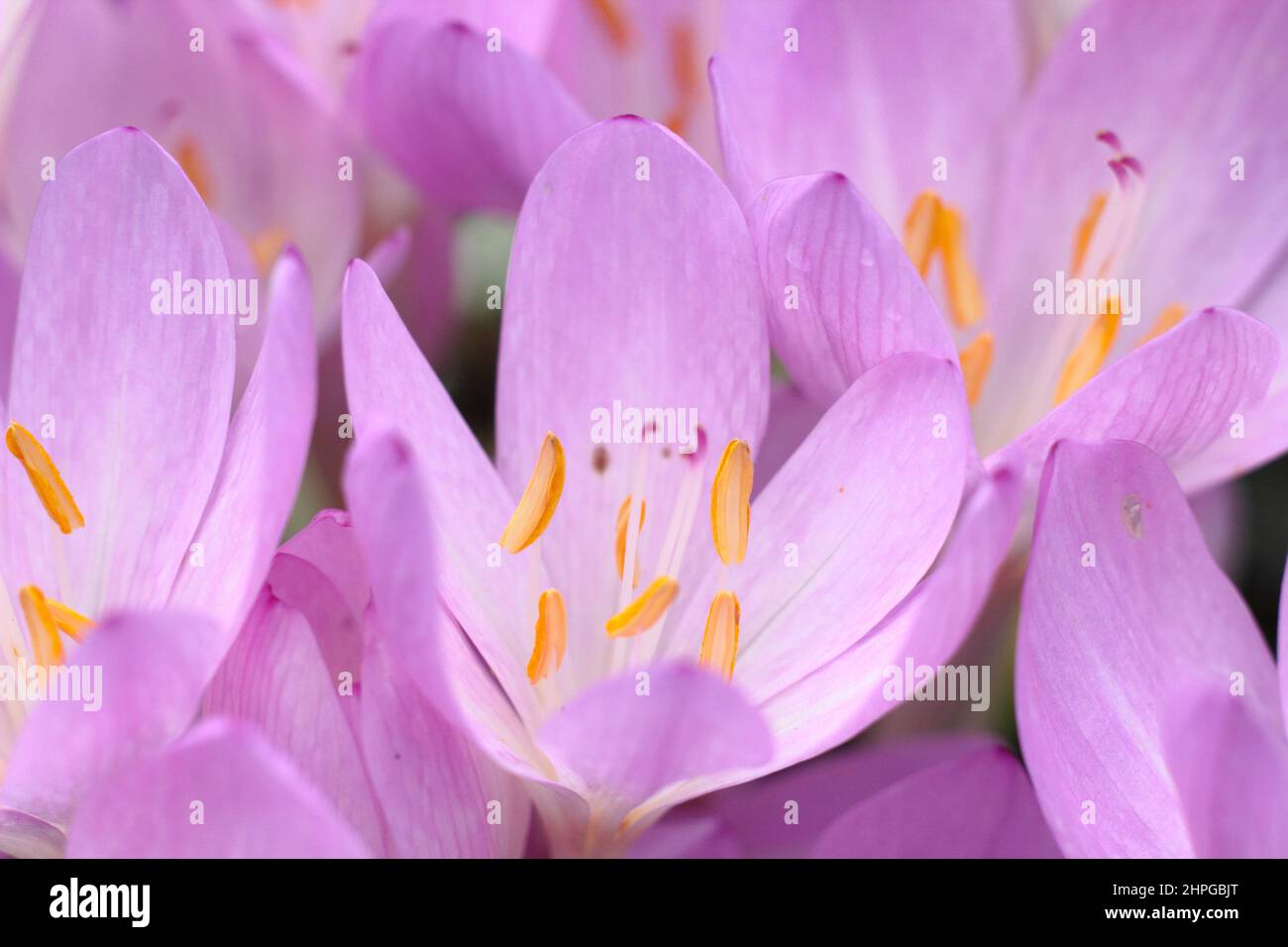 Colchicum 'Lilac Wonder' Crocus autunnale. Bulbo autunnale fiorito. REGNO UNITO Foto Stock