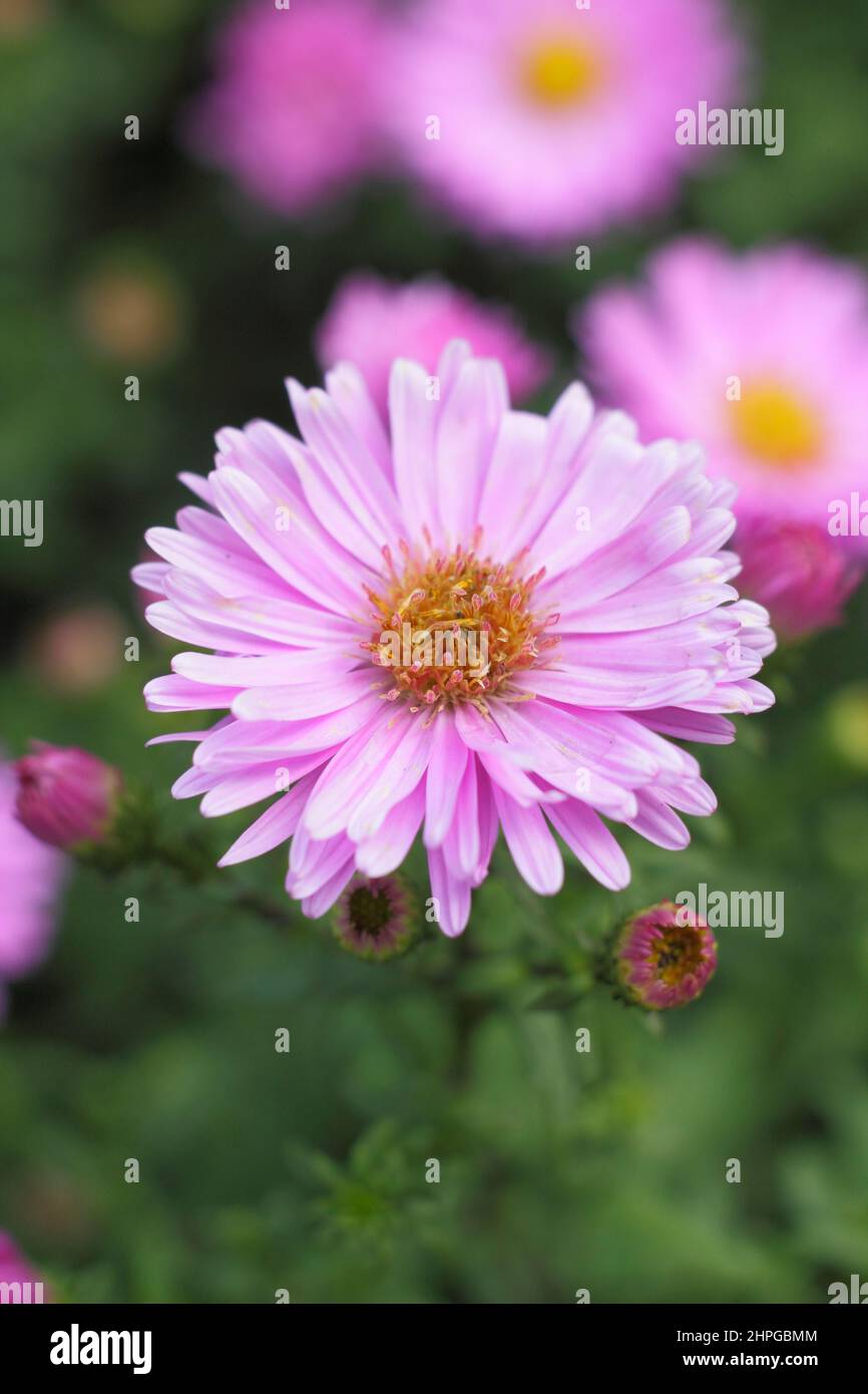 Aster novi-belgii 'piccola bellezza rosa'. Symphyotrichum novi-belgii 'Little Pink Beauty' New York aster, comunemente chiamato Michaelmas Daisy. REGNO UNITO Foto Stock