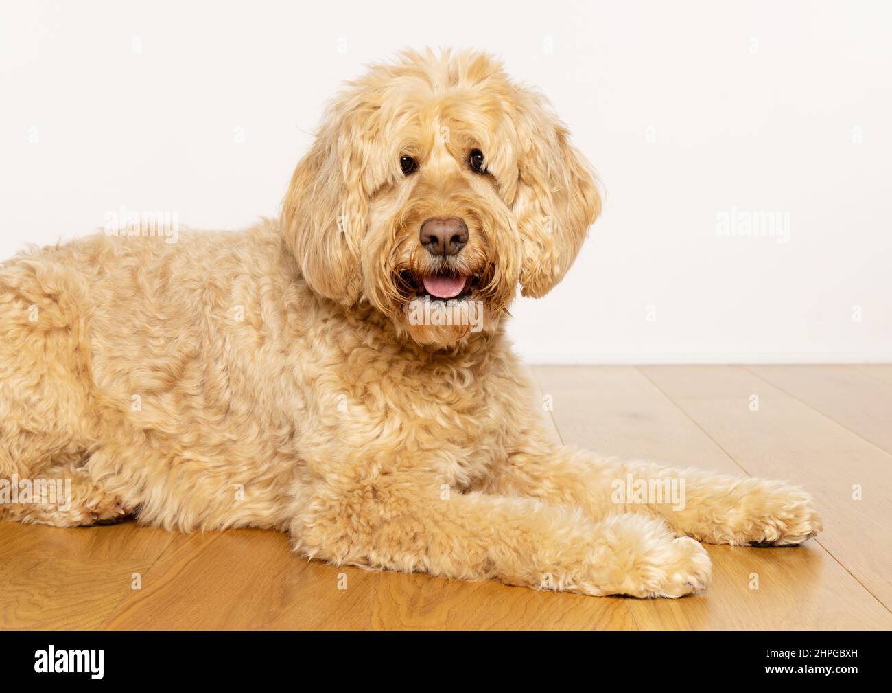 Goldenfoodle cane sdraiato su un pavimento di legno guardando la macchina fotografica. REGNO UNITO Foto Stock