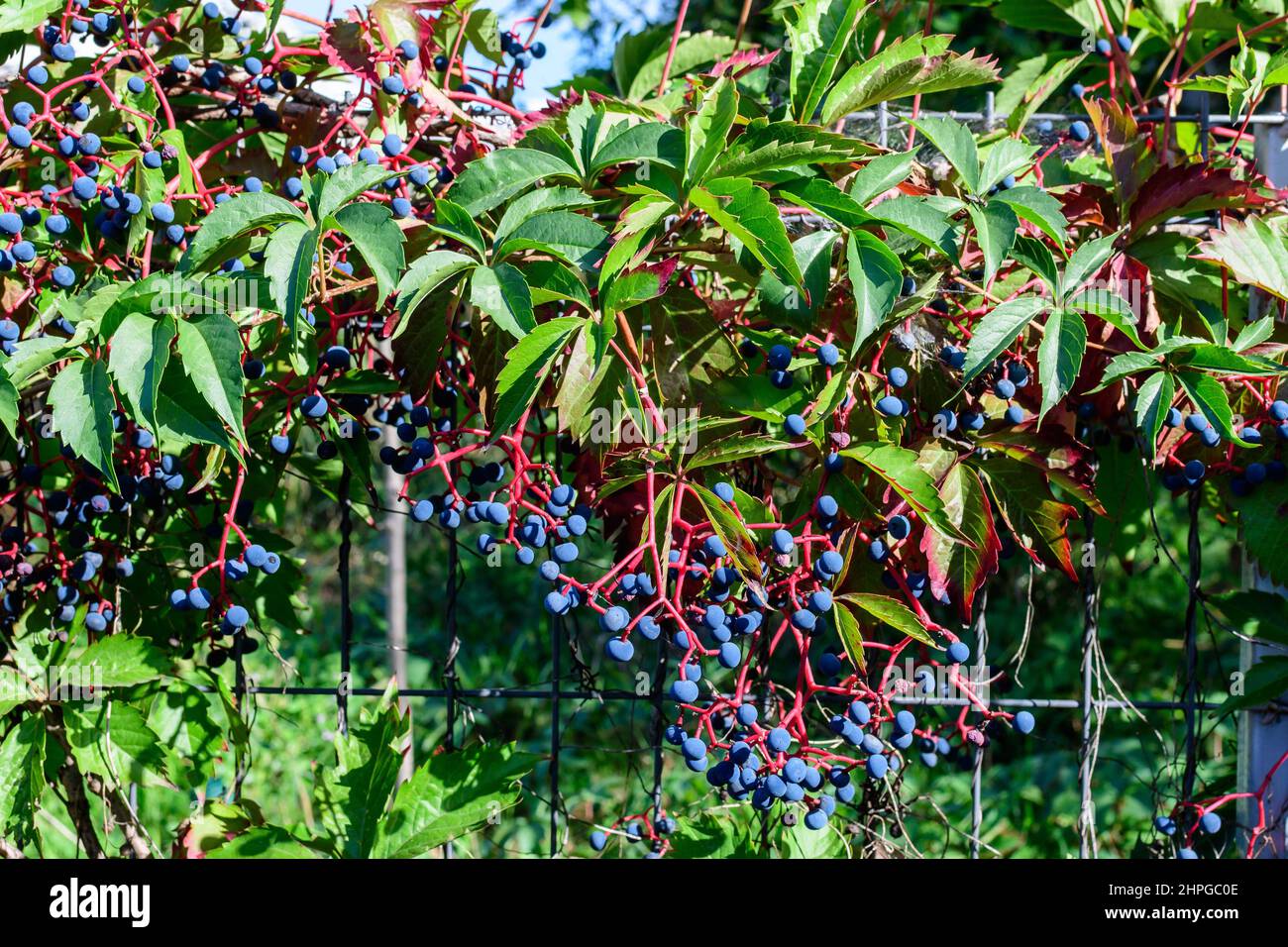 Sfondo con molte grandi foglie verdi e bacche blu di Plant di Parthenocisis quinquefolia, noto come Virginia super-super-super, cinque avici lievitati o cinque pinne Foto Stock