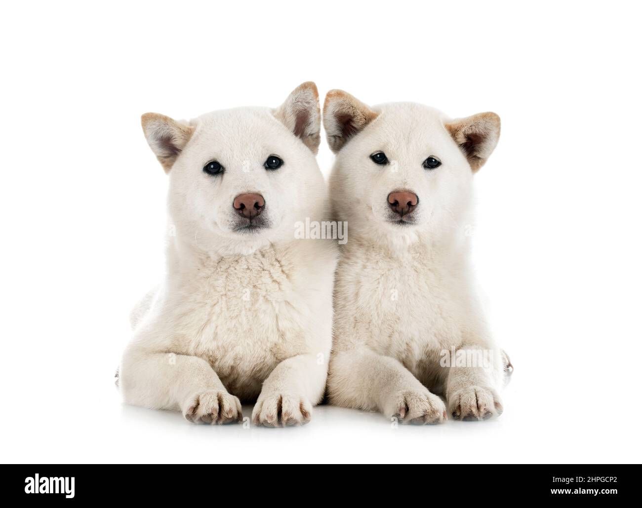 shiba inus bianco di fronte a sfondo bianco Foto Stock