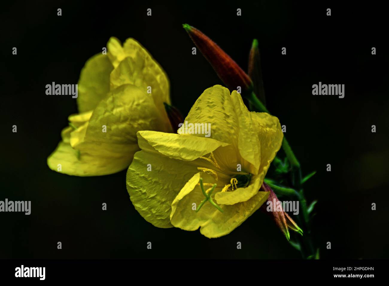 Bei fiori gialli di biennis di Oenotha in primo piano su uno sfondo scuro Foto Stock