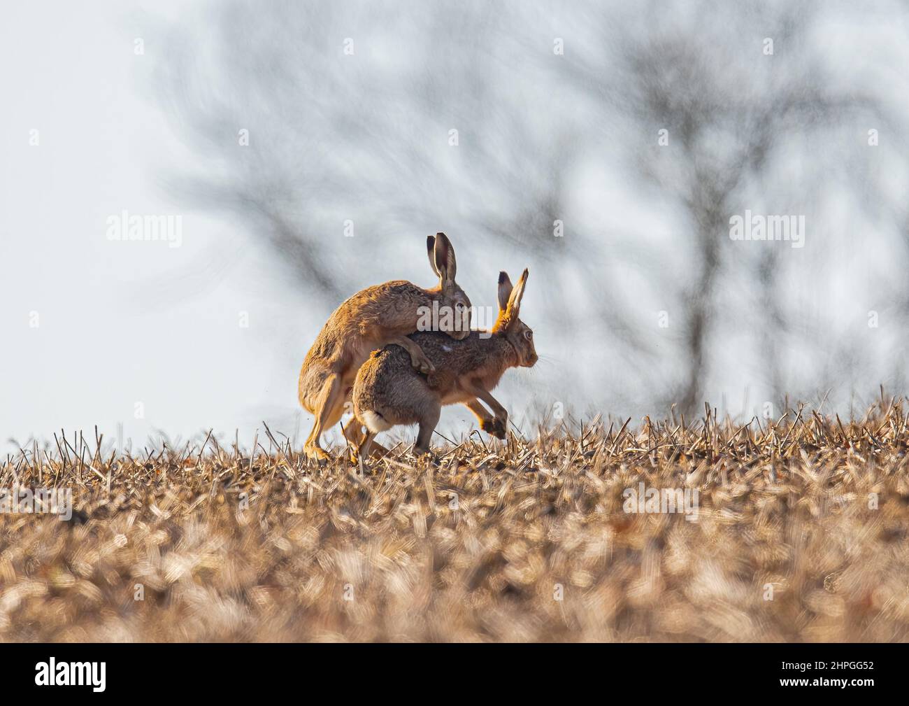Catturato nell'atto. Un paio di Brown Hares, il maschio infornato con passione finalmente arriva a matewith la femmina su un campo stoppia t Suffolk, Regno Unito Foto Stock