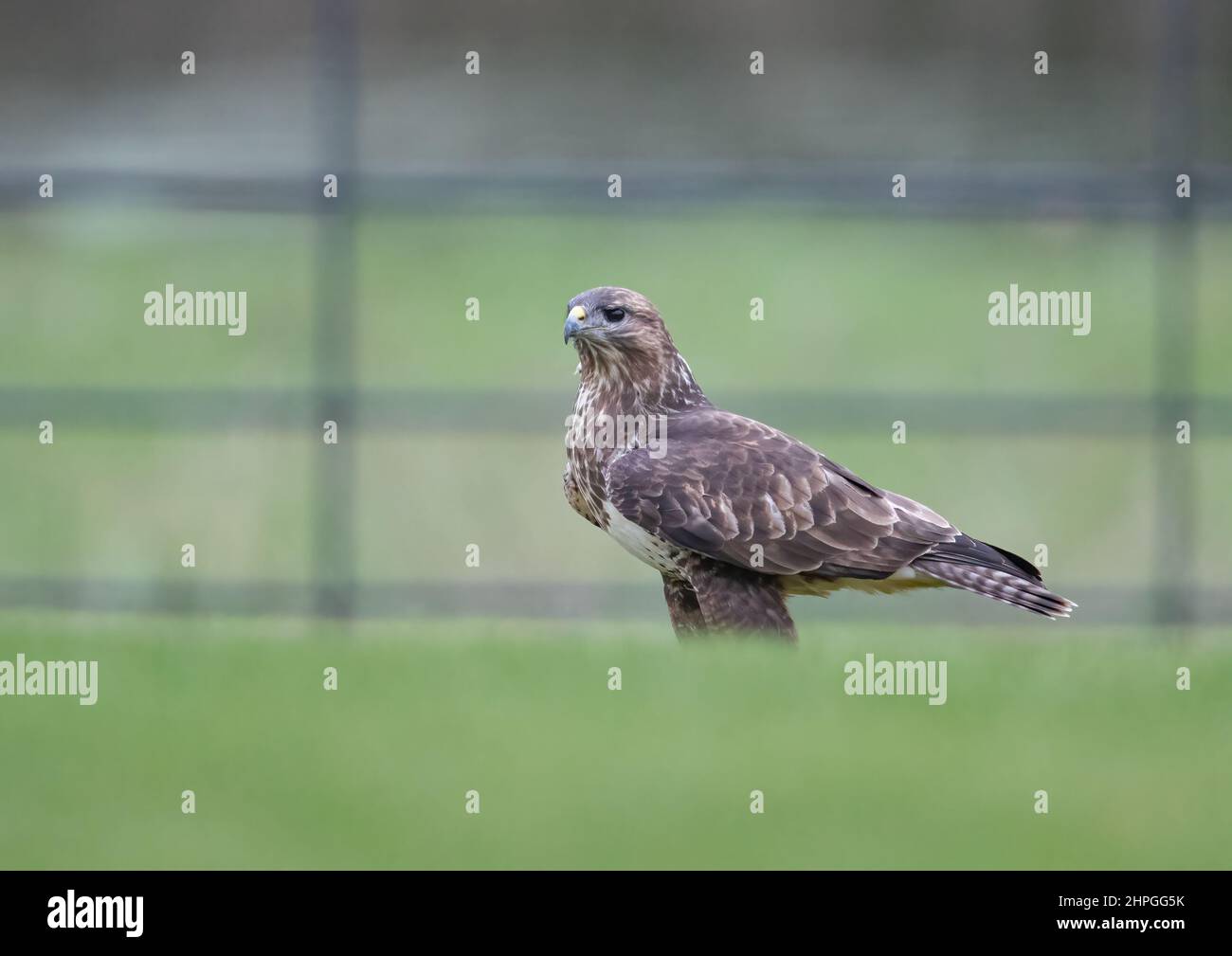 Un intimo primo piano di un Buzzard comune sbarcò in un prato erboso, di fronte alla recinzione della tenuta. Suffolk, Regno Unito Foto Stock