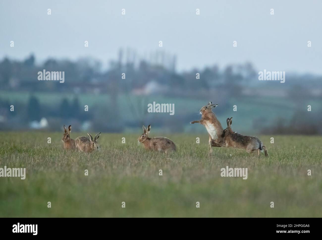 Cinque Mares marroni, Cahsing e giocando , cercando di ottenere l'attenzione di una femmina. Contro un vbackground villaggio. Suffolk, Regno Unito Foto Stock