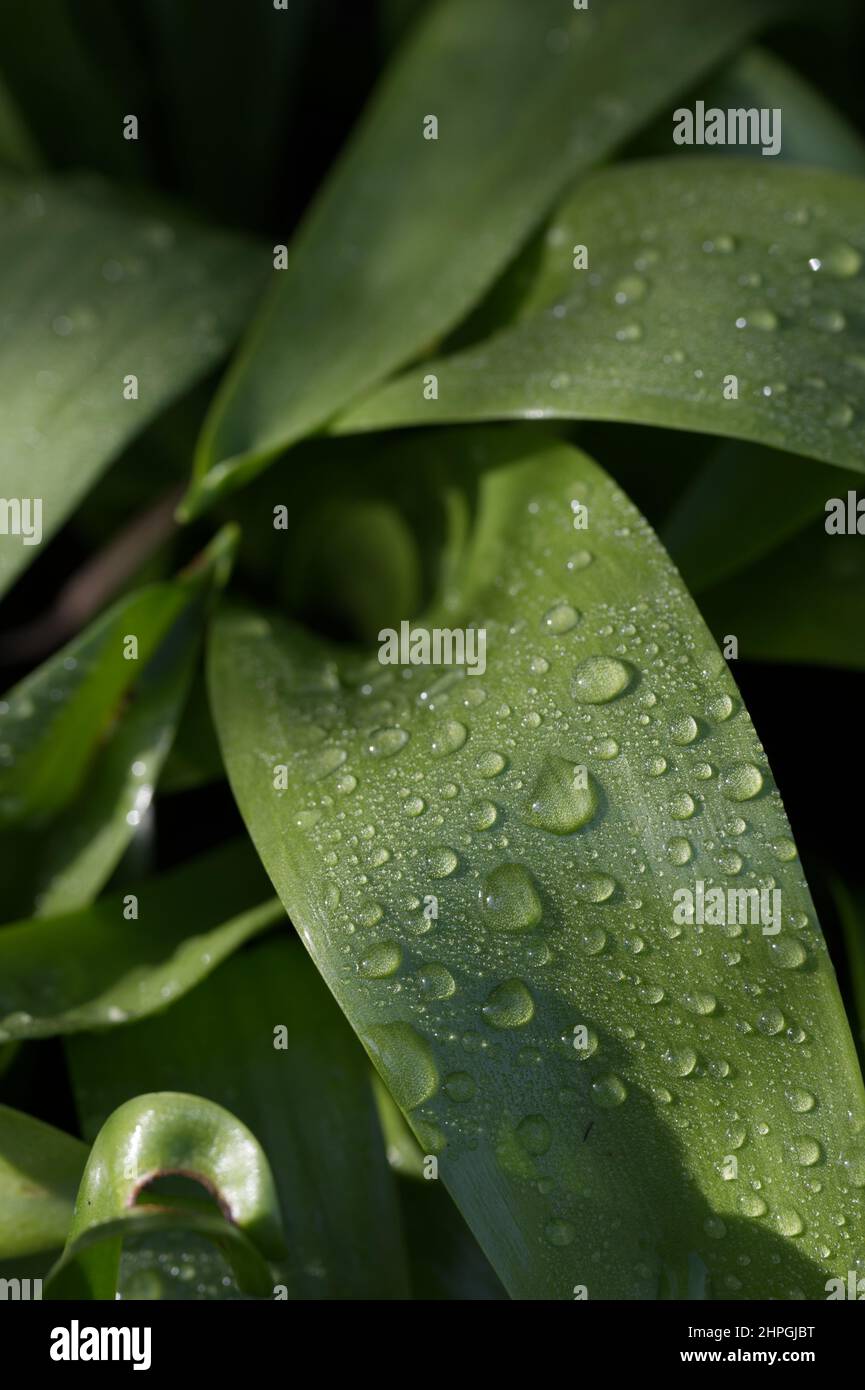 Gocce di acqua piovana sulle foglie Foto Stock