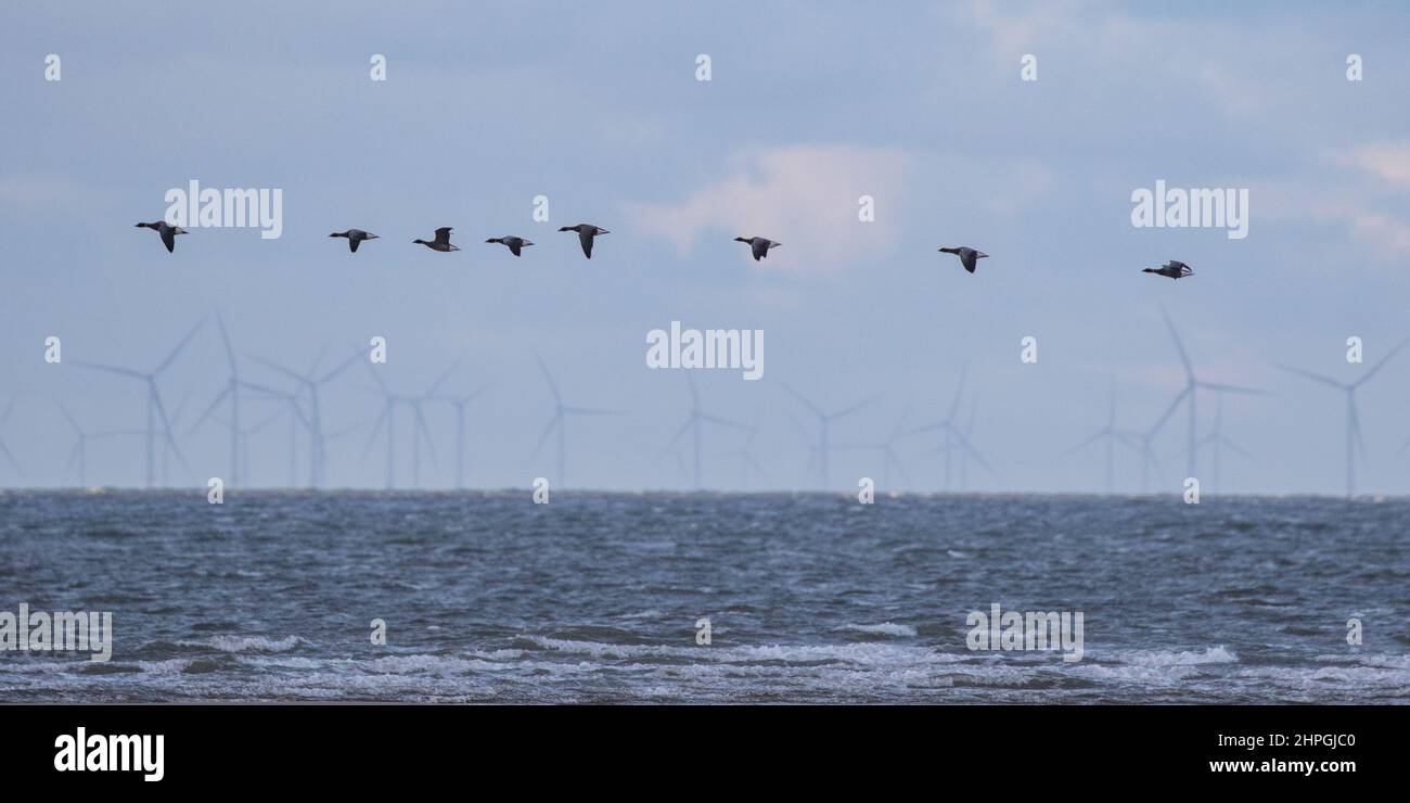 Un colpo d'atmosfera di una fila di oche Brent che vola attraverso la costa nord del Norfolk con una serie di turbine eoliche sullo sfondo. REGNO UNITO Foto Stock