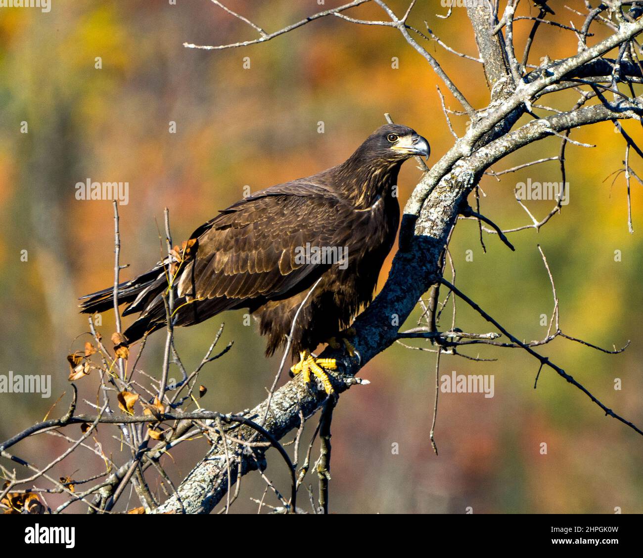 L'Aquila giovanile Bald arroccata con uno sfondo sfocato autunno nel suo ambiente e habitat circostante e mostra il suo piumaggio marrone scuro. Aquila. Foto Stock