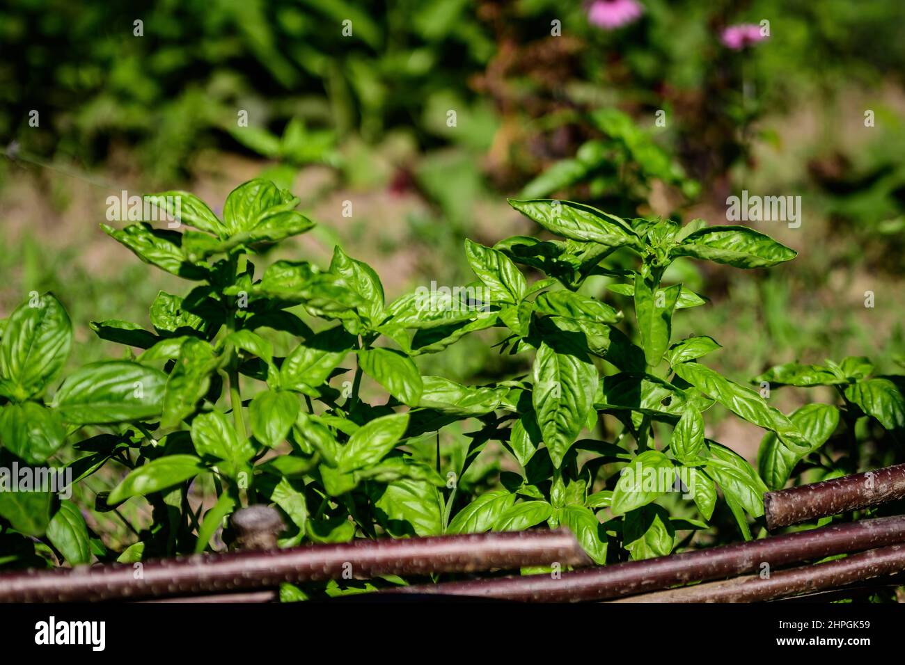 Molte foglie di basilico verde fresco e fiori in un giardino estivo solare biologico, erbe vegane sane fotografate con fuoco morbido Foto Stock