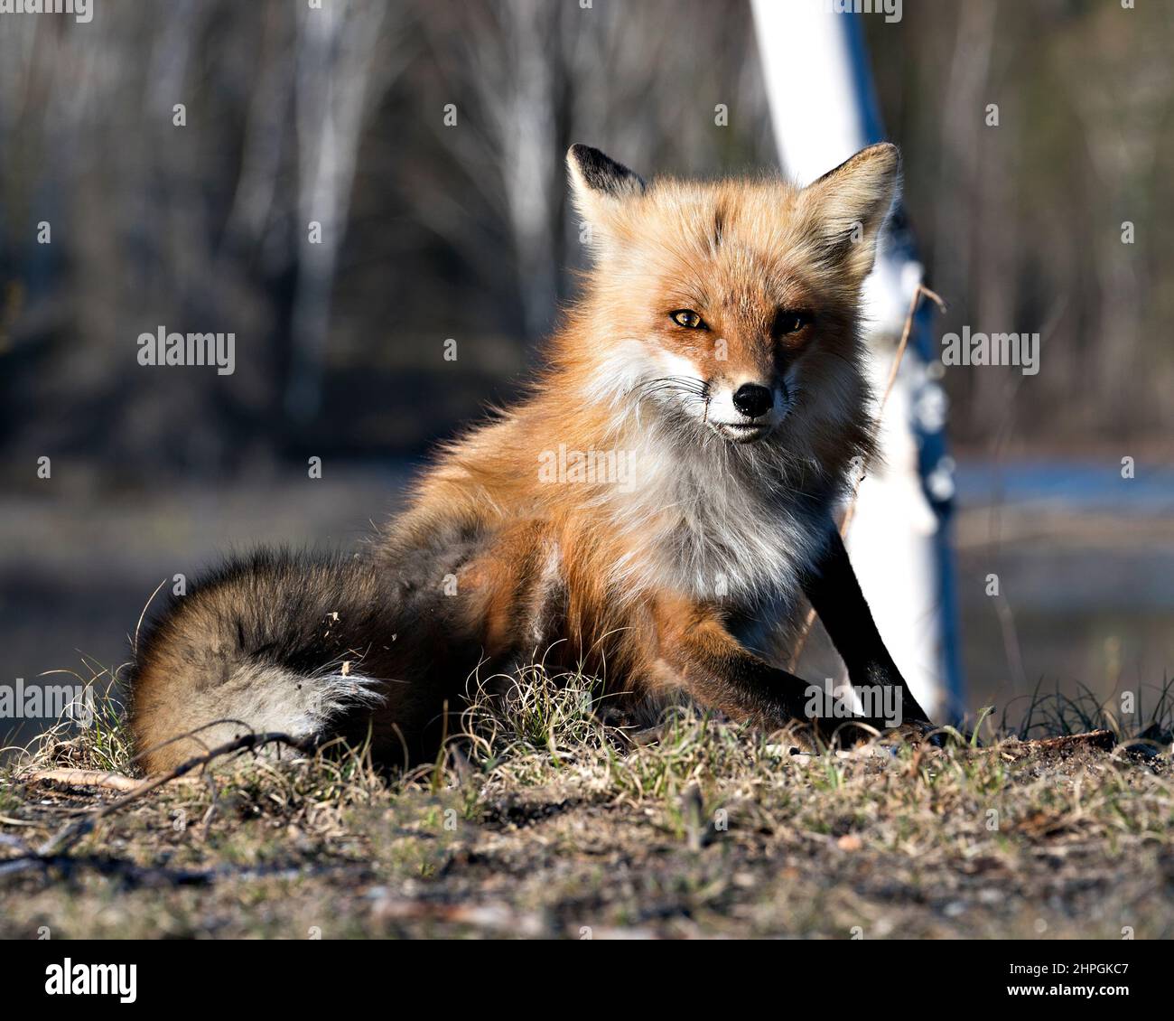 Red Fox seduta con uno sfondo sfocato in primavera nel suo ambiente e habitat che mostra la coda folta. Immagine Fox. Immagine. Verticale. Foto Stock
