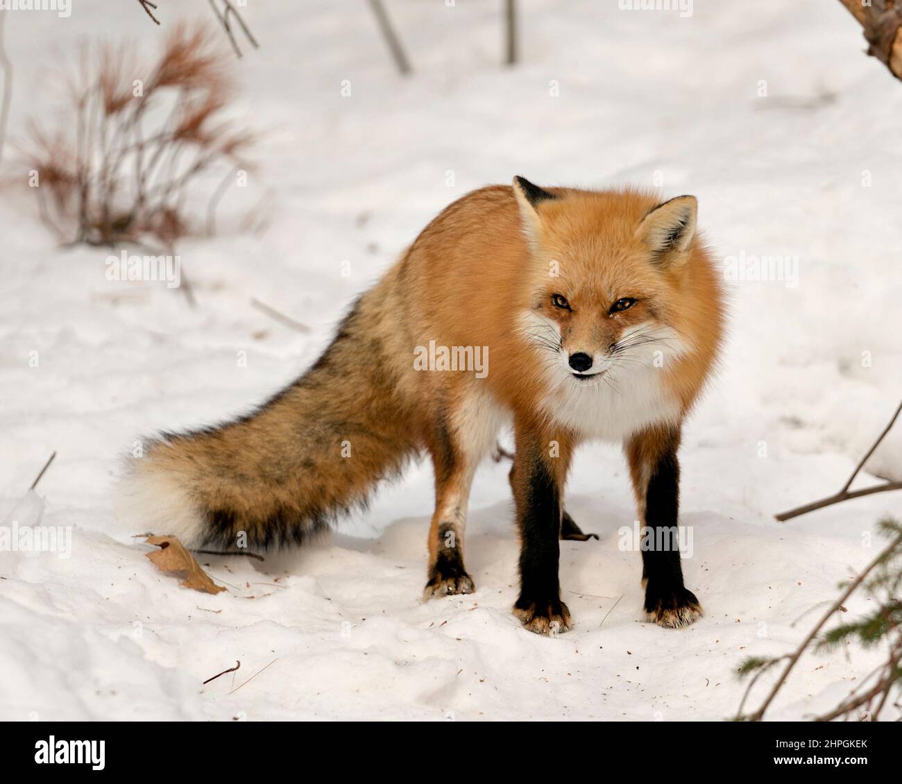 Vista ravvicinata del profilo della volpe rossa nella stagione invernale nel suo ambiente e habitat con sfondo sfocato di neve che mostra coda di volpe folta, pelliccia. Immagine Fox. Foto Stock