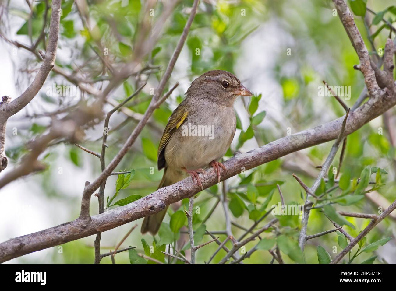 Un Sparrow di Oliva, Arremonops rufivirgatus, arroccato in albero Foto Stock