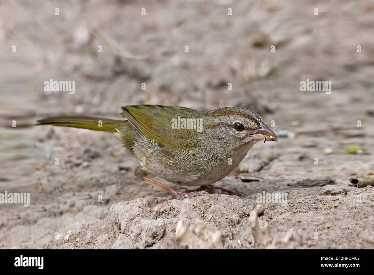 Un primo piano di Olive Sparrow, Arremonops rufivirgatus, sul terreno Foto Stock