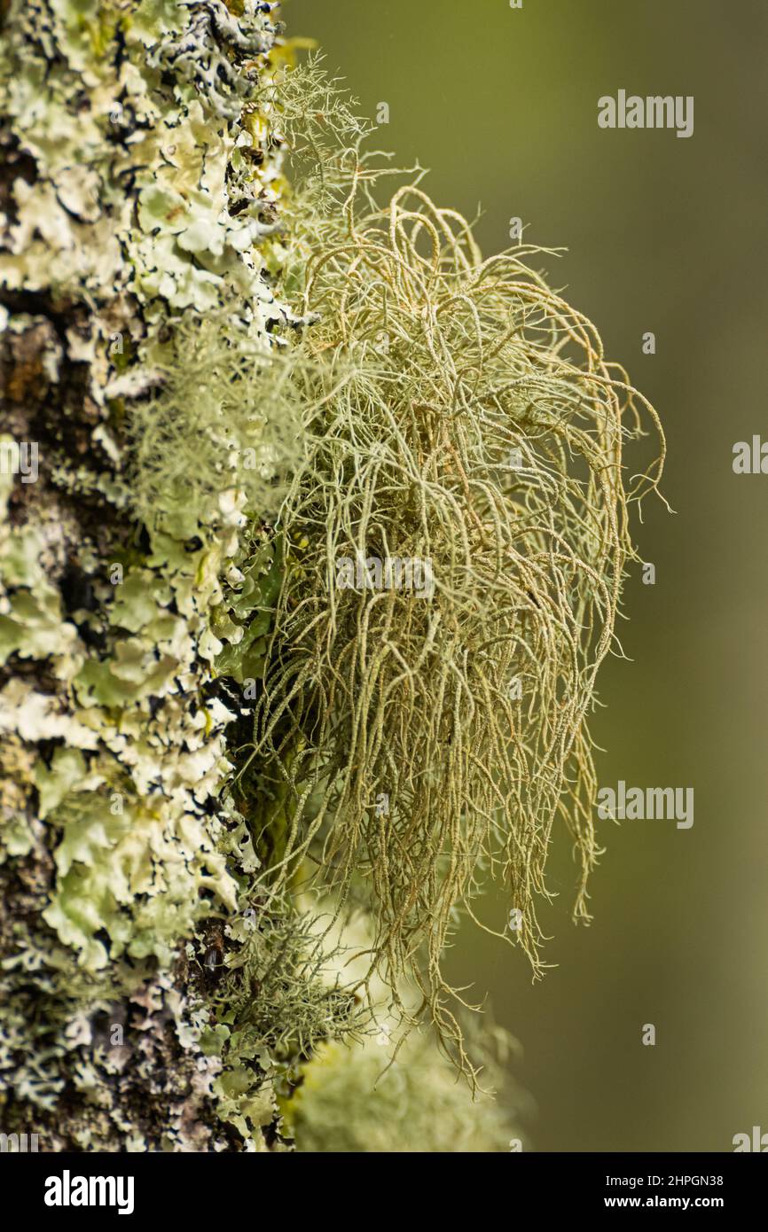 Lichens Letharia vulpina sulla superficie della corteccia di un albero nella foresta Foto Stock