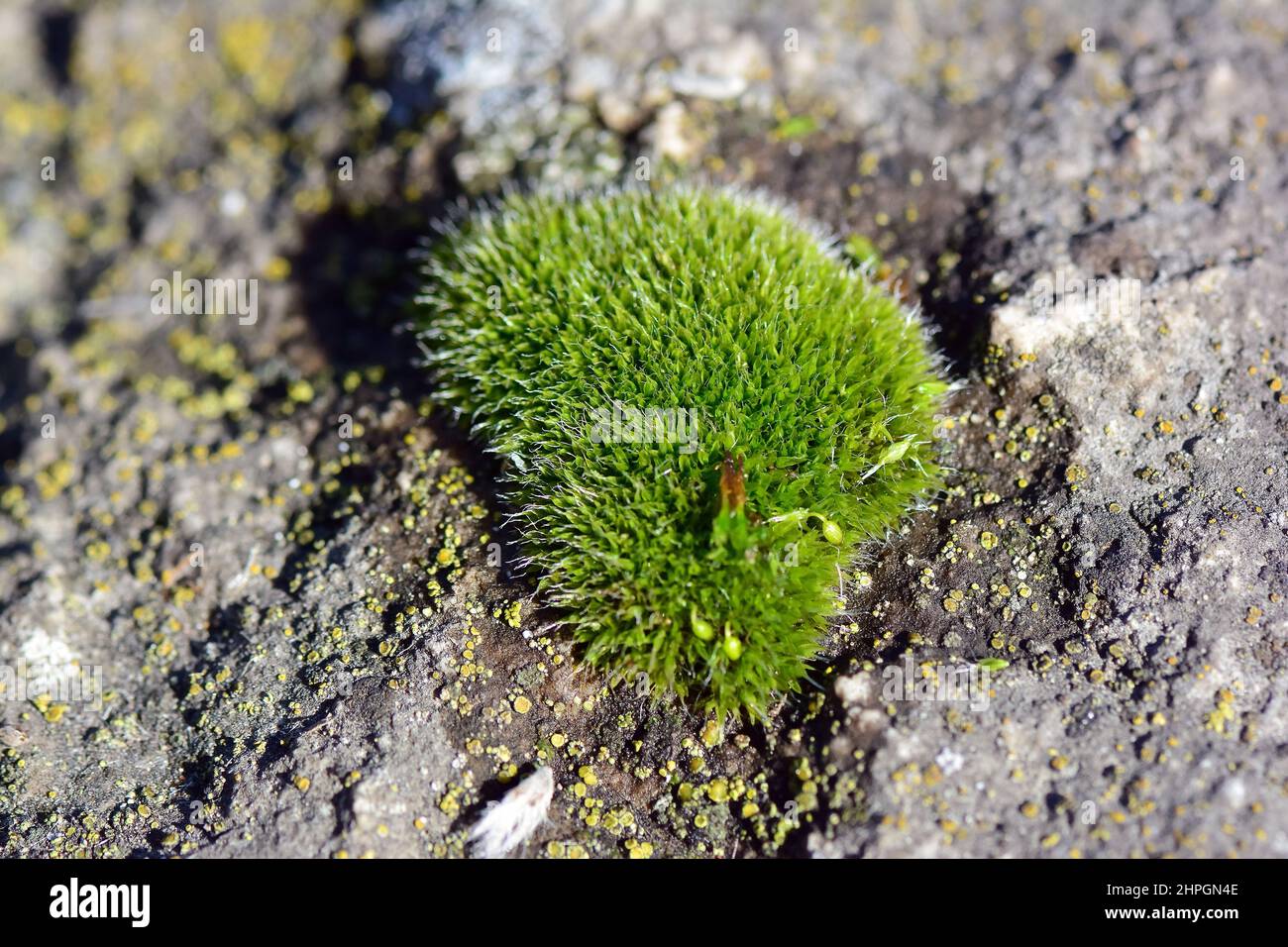 Muschio, moos, briofita, moha, Ungheria, Magyarország, Europa Foto Stock