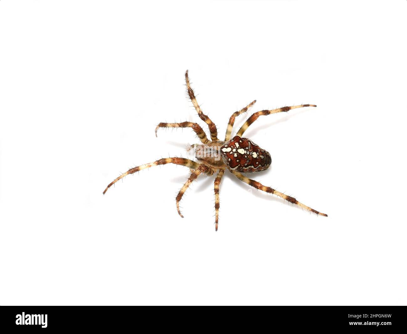 Ragno europeo da giardino Araneus diadematus su sfondo bianco Foto Stock