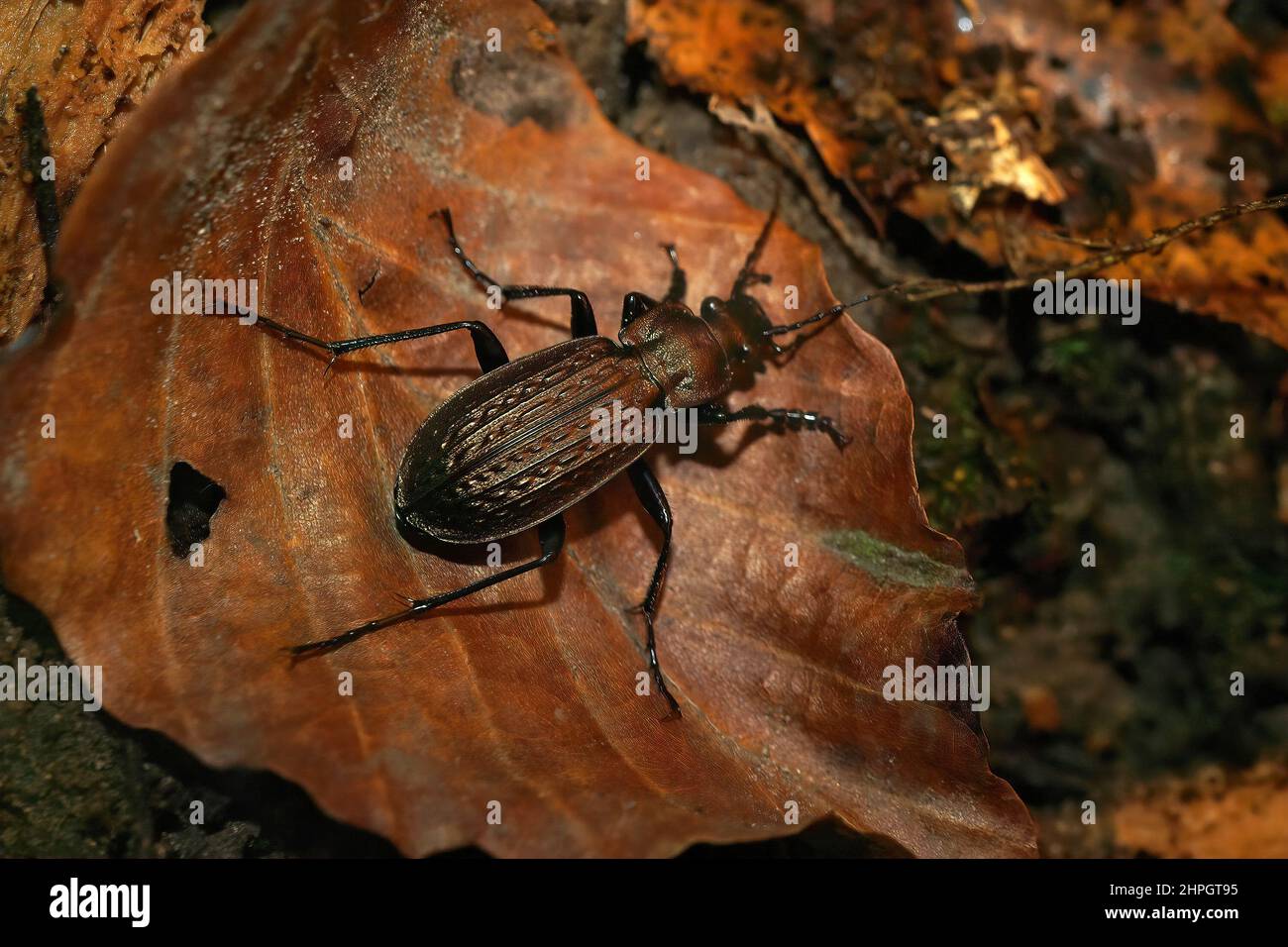 Primo piano sul grande coleottero carabide granulato marrone, Carabus granulatus Foto Stock