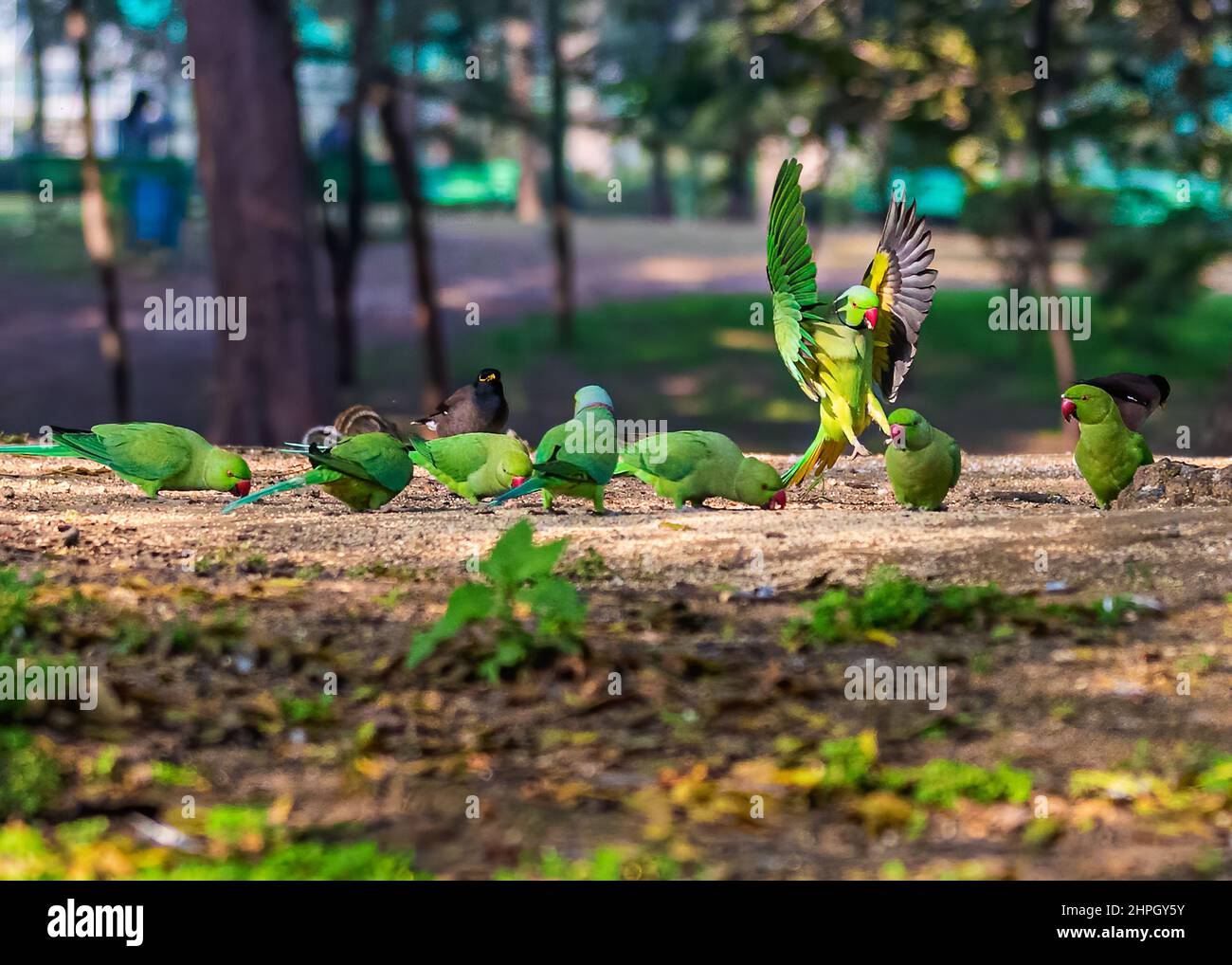 Rose Ring parakeets in un campo che prende cibo Foto Stock