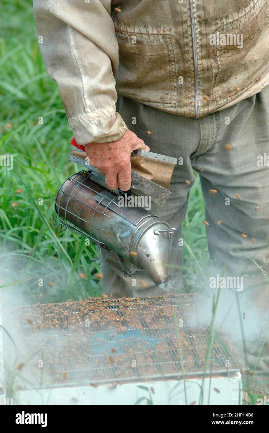 L'apicoltore pulisce, nutre e ispeziona gli alveari per la salute e le condizioni della regina e dei suoi droni per il miele nei campi in cui impollinano e fanno il miele. Foto Stock