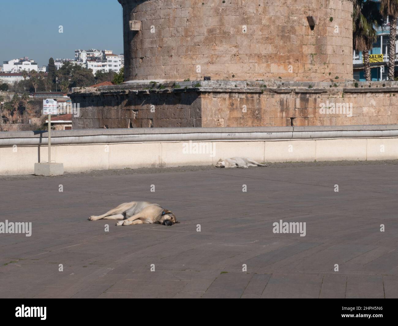 Cani randagi alla Torre Hidirliks, Kaleici, Antalya, Turchia Foto Stock
