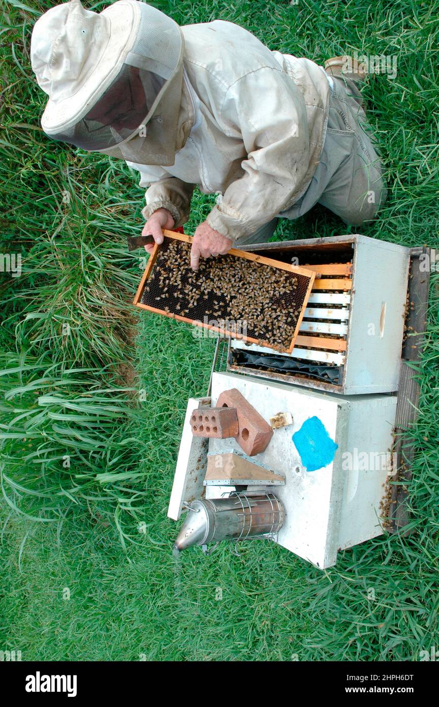 L'apicoltore pulisce, nutre e ispeziona gli alveari per la salute e le condizioni della regina e dei suoi droni per il miele nei campi in cui impollinano e fanno il miele. Foto Stock