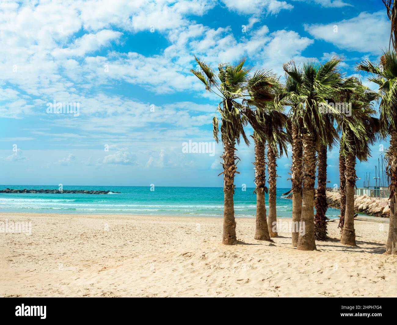 Belle palme sul resort sulla spiaggia durante le vacanze estive a Tel Aviv, Israele Foto Stock