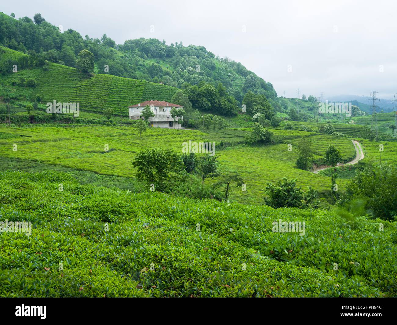 Tradizionale tea farming. Tea Field Landscape, Rize, Turchia Foto Stock