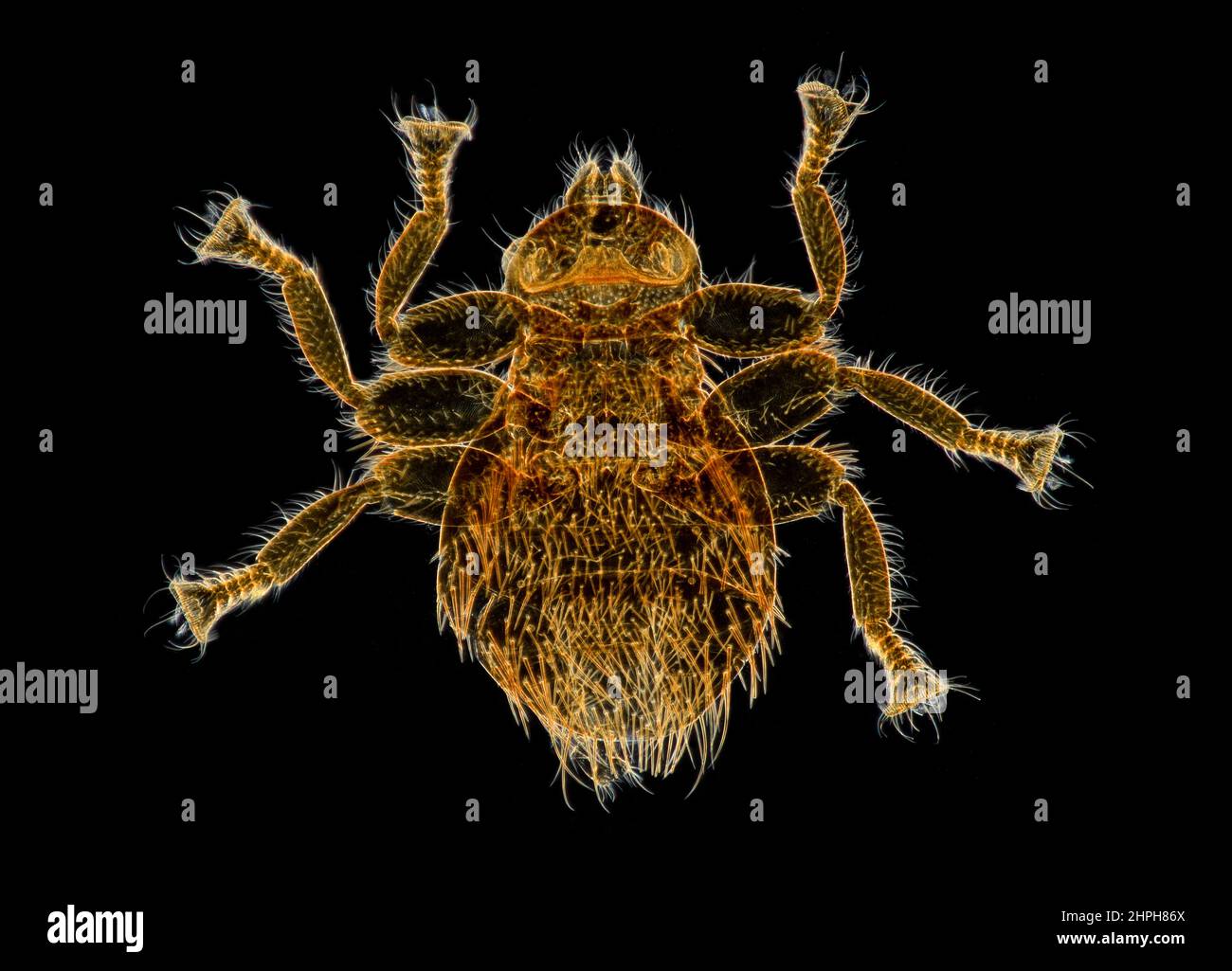 Braula fly louse, fotomicrografo darkfield Foto Stock