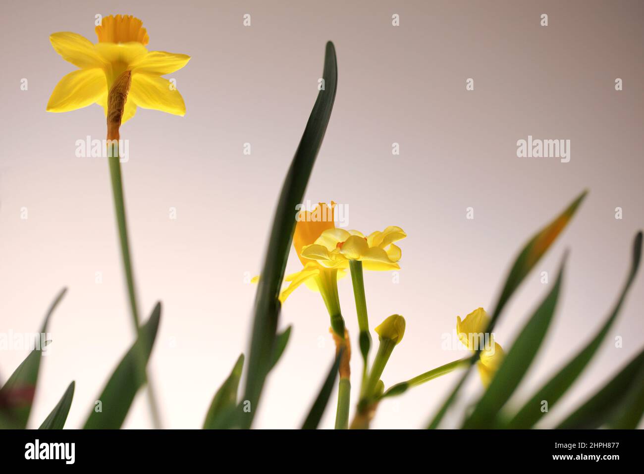 Fiori di Narciso giallo, alcuni dei primi fiori di primavera, indicatori che l'inverno è finito Foto Stock