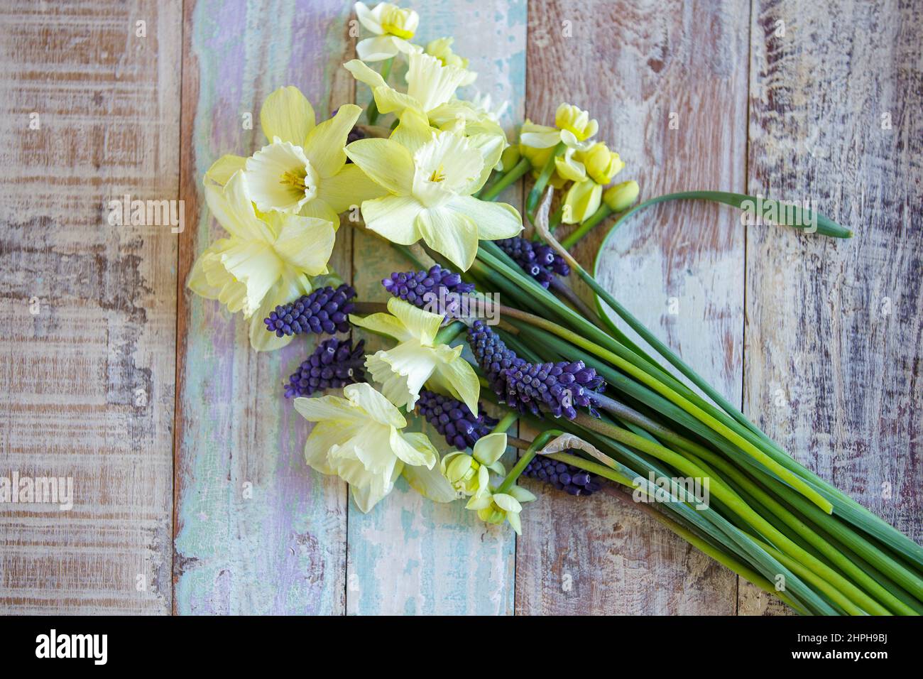 Bouquet primaverile con narcisi su sfondo di legno dipinto sbiadito Foto Stock