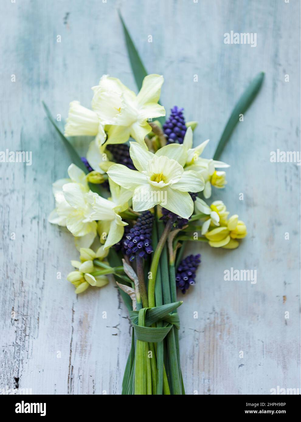 Bouquet primaverile con narcisi su sfondo di legno dipinto sbiadito Foto Stock