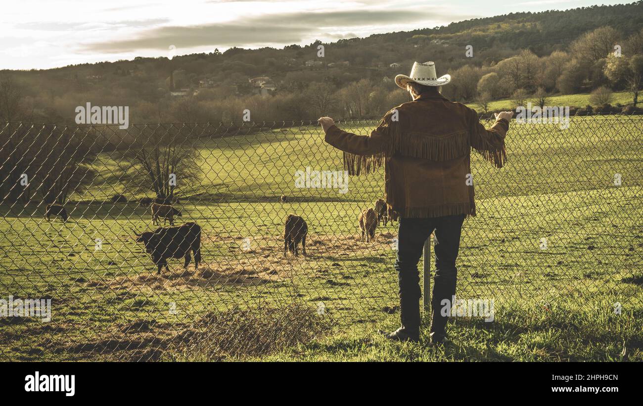 uomo che guarda il bestiame Foto Stock