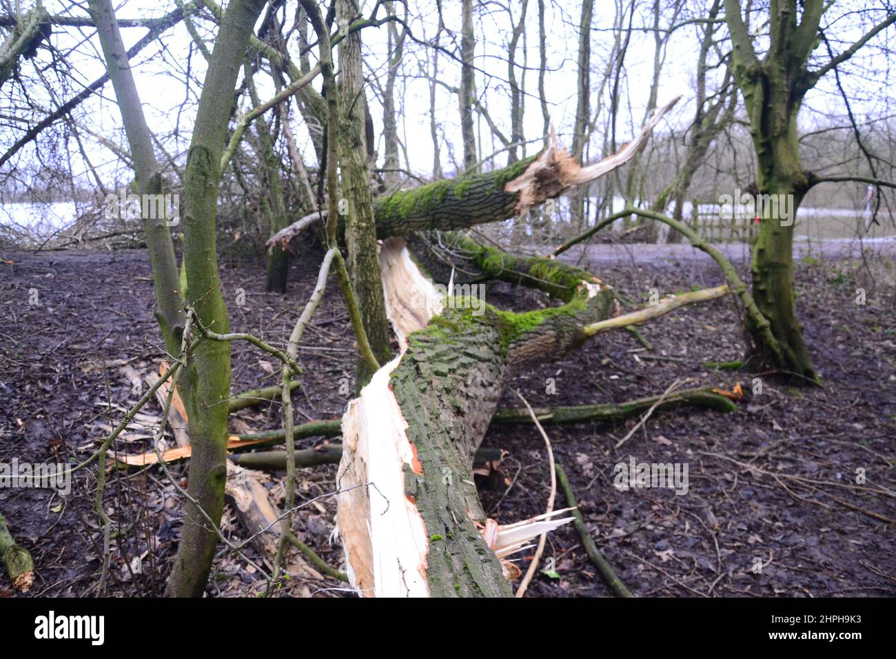 Manchester, Regno Unito, 21st febbraio, 2022. I forti venti di Storm Franklin hanno abbattuto un grande albero in sale Water Park, Trafford, Greater Manchester, UK, mentre la pioggia torrenziale e le violente gales si allentano. Credit: Terry Waller/Alamy Live News Foto Stock