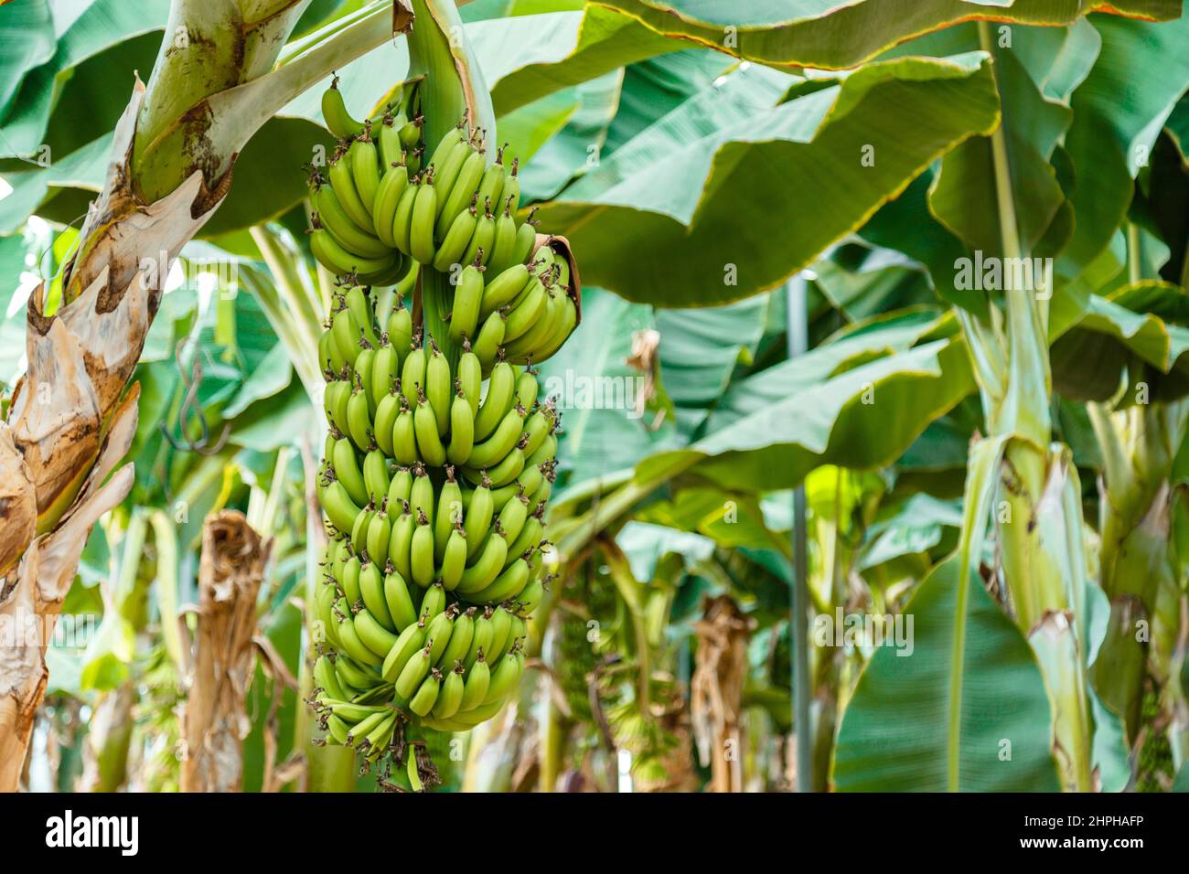 Ramo verde di banana cruda su giovani palme di banana contro piantagione di banane. Produzione di banane in giardino tropicale o fattoria rurale Foto Stock