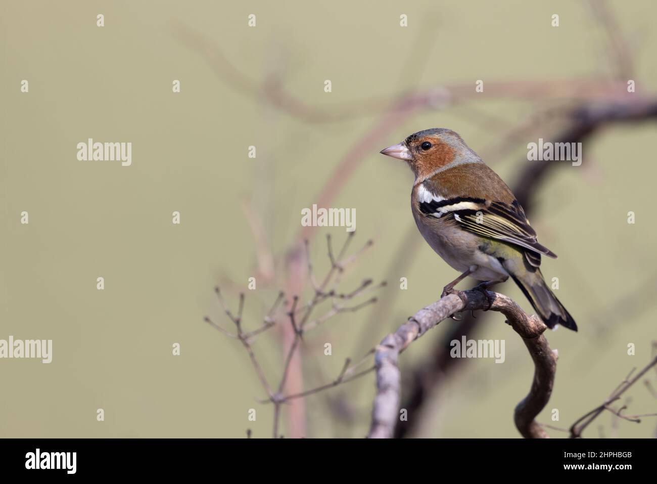 Maschio comune chaffinch (Fringilla coelebs) Foto Stock