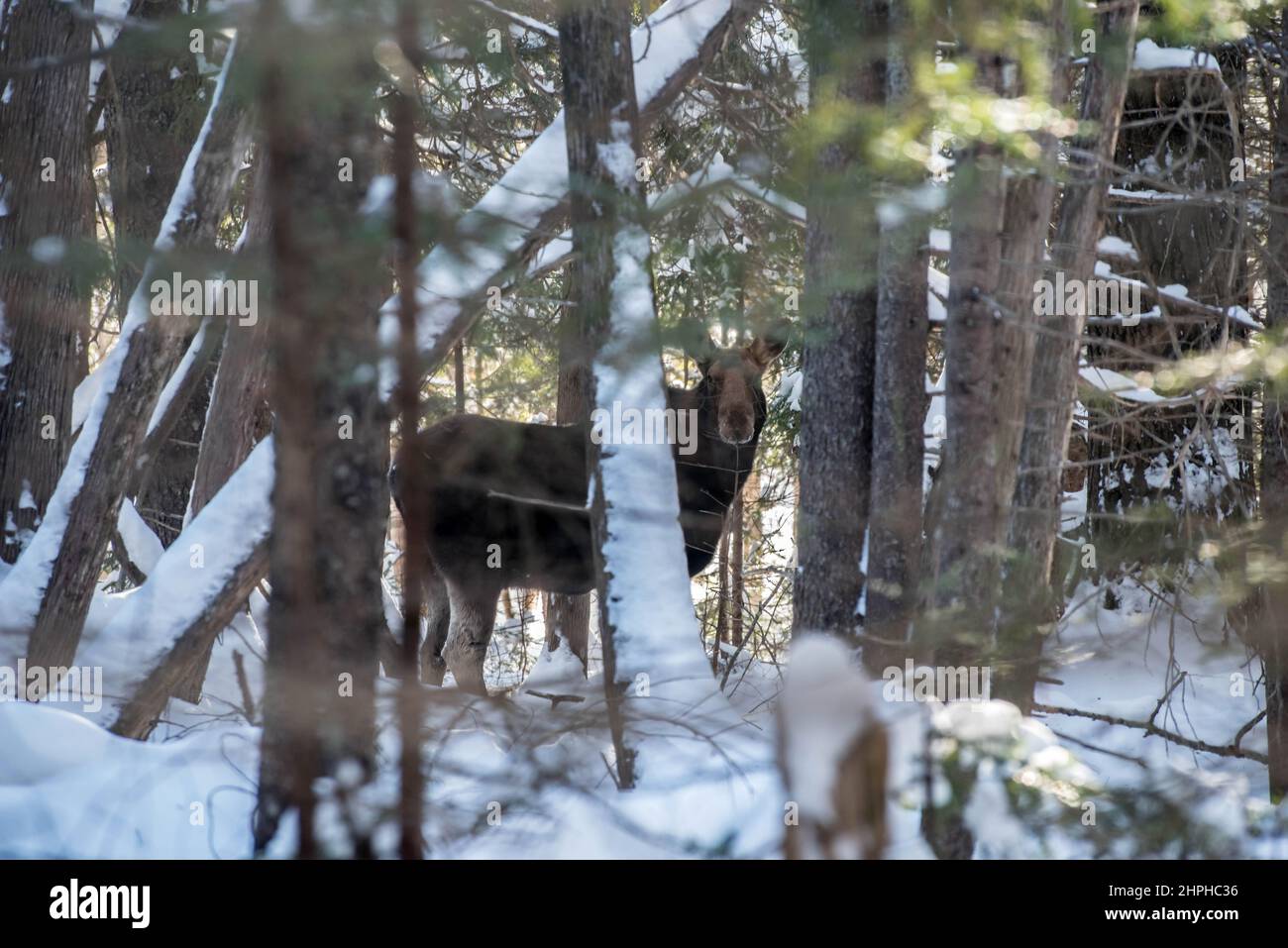 Moose di fronte a destra 8570 Foto Stock
