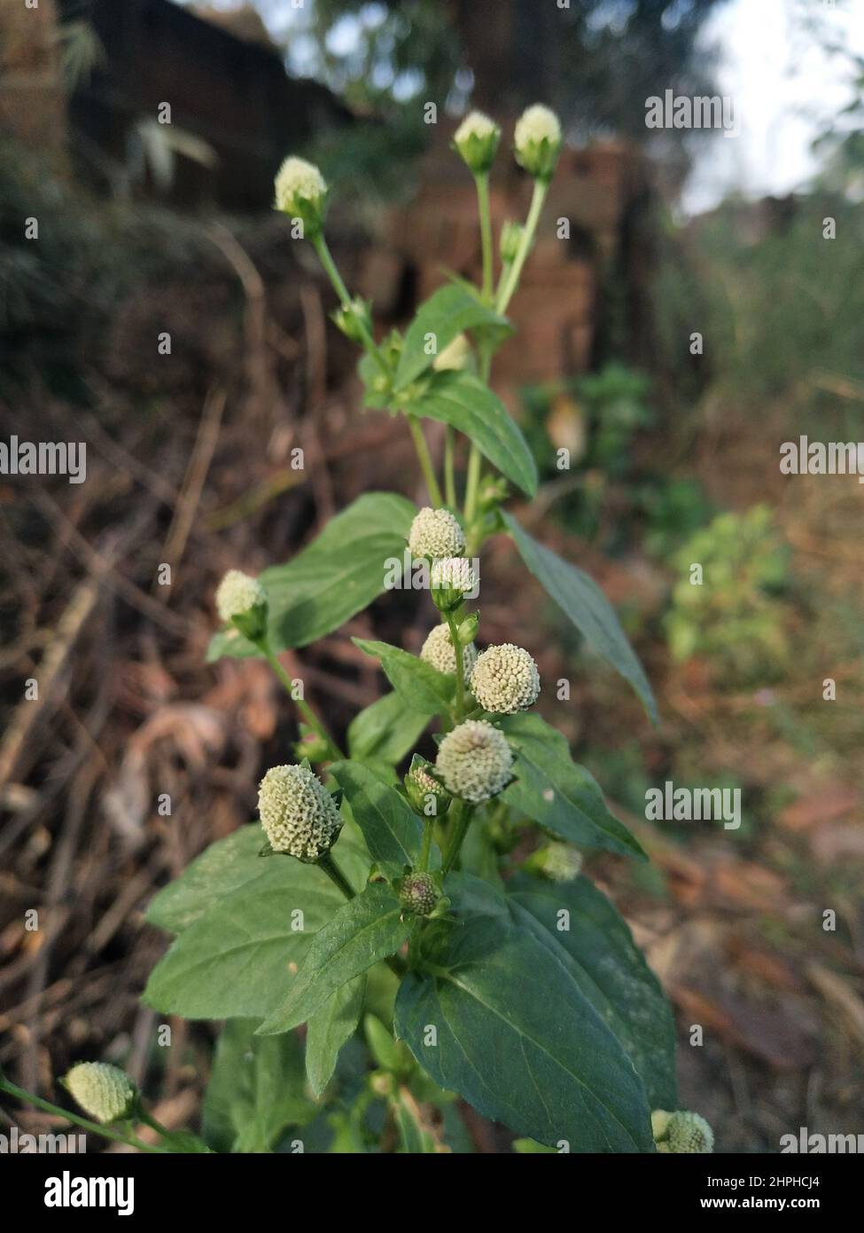 Spilanthes Radicans. ASTERACEAE. FAMIGLIA GENDA. Radicani di Acmella (Jacq.) ... Venapacha (malayalam). Foto Stock