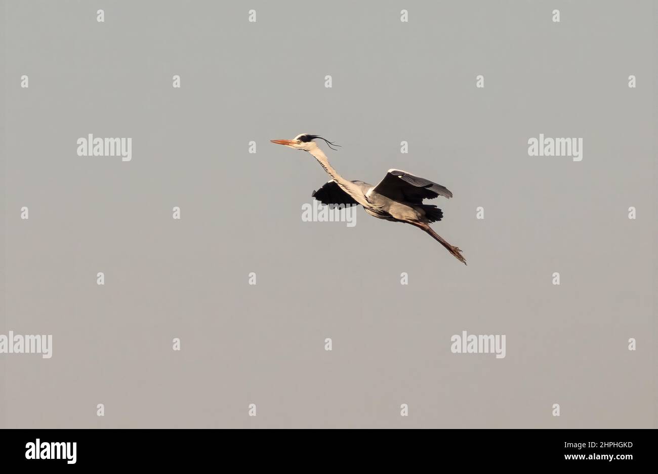 airone cenerino decollato Foto Stock