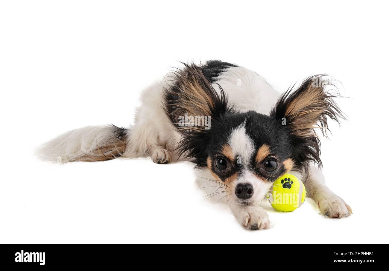 Chihuahua dai capelli lunghi con mini palla da tennis gialla su bianco sfondo Foto Stock