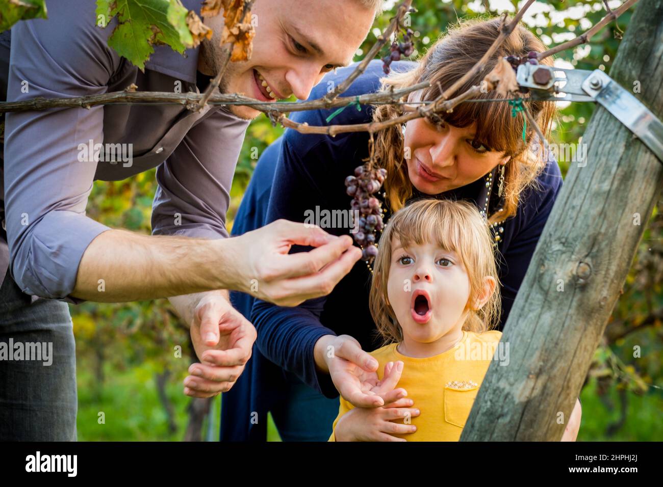 Famiglia felice divertirsi a mangiare le uve insieme in un vigneto - Padre, madre e daither godere di uva raccolta Foto Stock