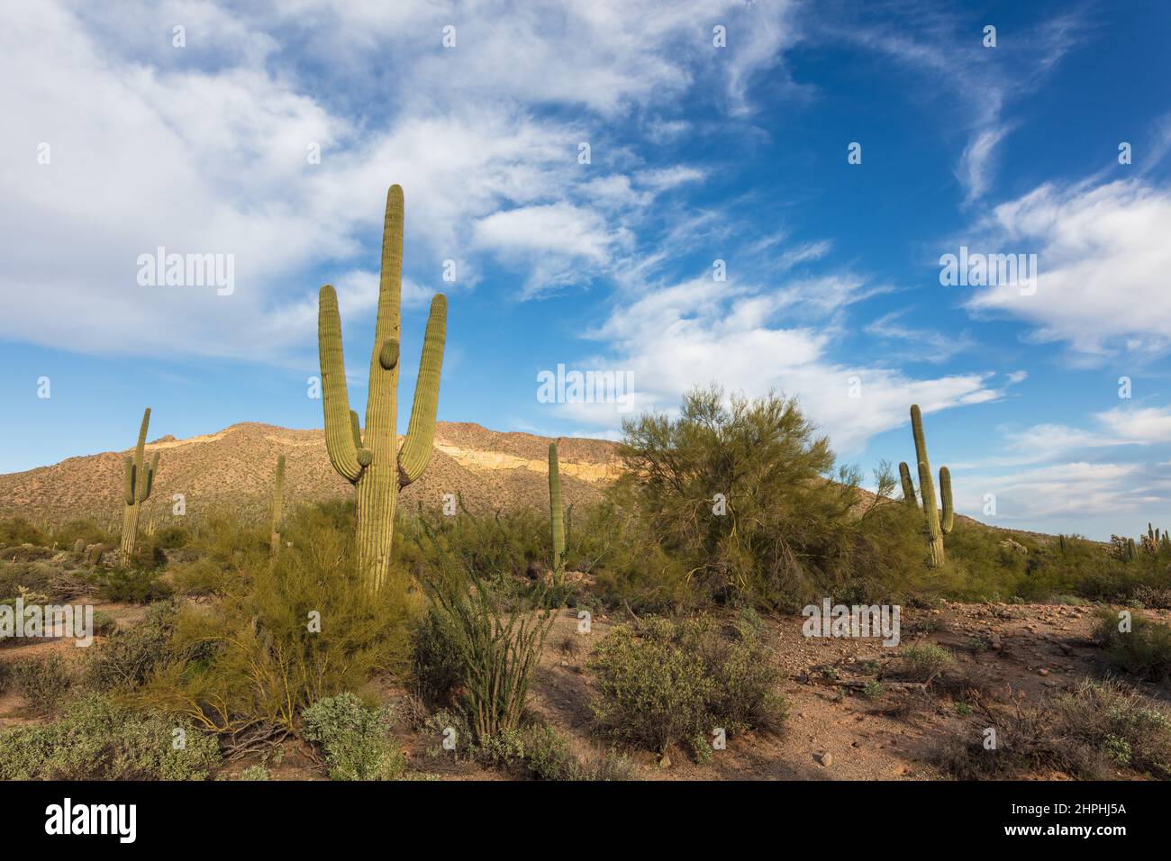 Paesaggio panoramico del deserto di sonora a Usery Mountain Park, Mesa, Arizona, Stati Uniti Foto Stock