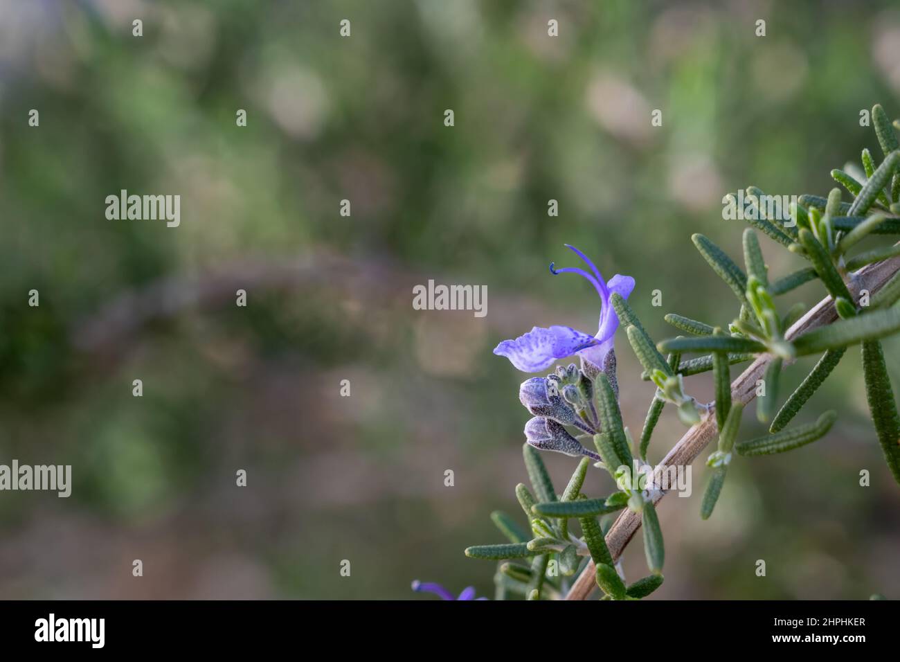 Fiore di erbe di rosmarino in fiore con spazio di copia Foto Stock