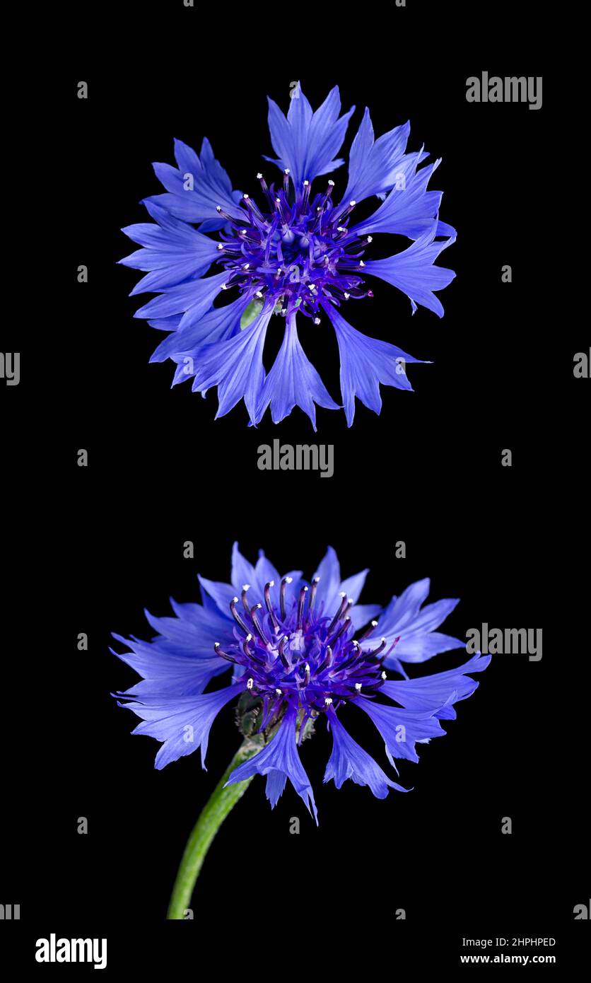 Fiordaliso o pulsante di bachelor, dall'alto e dalla vista frontale, su nero. Centaurea cyanus, pianta da fiore annuale e pianta ornamentale in giardino Foto Stock