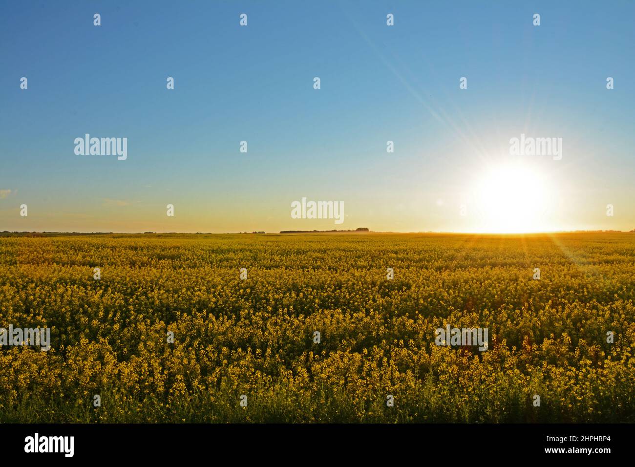 Cielo azzurro con sole all'orizzonte su campo di canola giallo in fiore Foto Stock